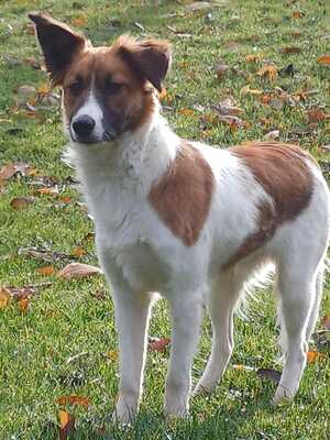 MAKAO sieht viel grösser aus als er tatsächlich ist, Mischling - Rüde