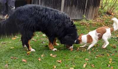MAKAO sieht viel grösser aus als er tatsächlich ist, Mischling - Rüde