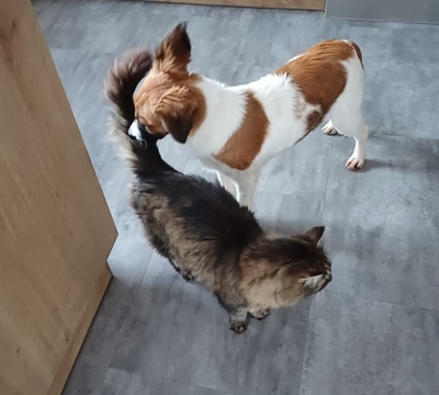 MAKAO sieht viel grösser aus als er tatsächlich ist, Mischling - Rüde