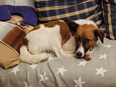 MAKAO sieht viel grösser aus als er tatsächlich ist, Mischling - Rüde