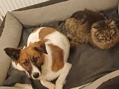 MAKAO sieht viel grösser aus als er tatsächlich ist, Mischling - Rüde