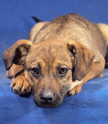 MALA - R E S E R V I E R T !!!!! sehr lieb und menschenorientiert, aufgeweckt, lebhaft, verspielt, klug, katzenverträglich, Mischling Welpen - Hündin