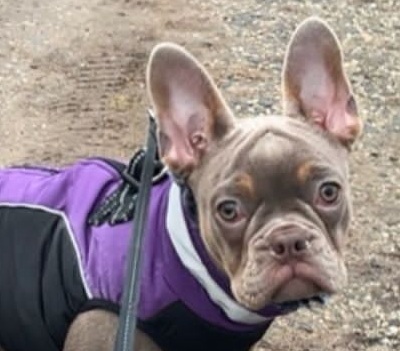 MALI, Französische Bulldogge Welpen - Hündin