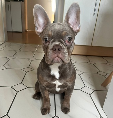 MALI, Französische Bulldogge Welpen - Hündin