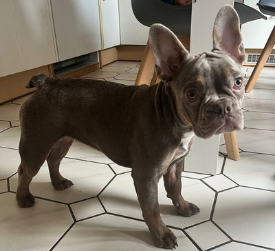 MALI, Französische Bulldogge Welpen - Hündin