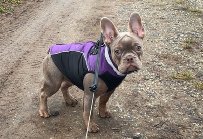 MALI, Französische Bulldogge Welpen - Hündin