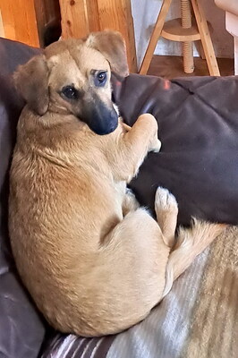 MALOU - SUCHT DRINGEND EIN NEUES ZUHAUSE!!!!! verschmust, anhänglich, sehr bewegungsfreudig, neugierig, gelehrig, nicht zu Katzen und Kleintieren, Dackel Mischling - Betreuungsplatz Salzburg - Hündin