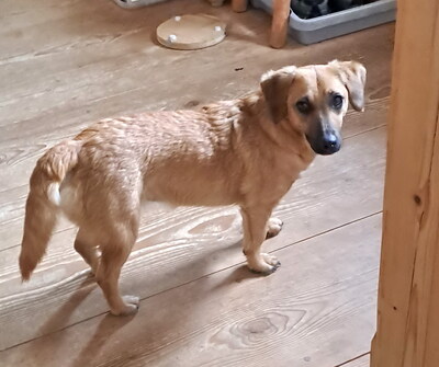 MALOU - SUCHT DRINGEND EIN NEUES ZUHAUSE!!!!! verschmust, anhänglich, sehr bewegungsfreudig, neugierig, gelehrig, nicht zu Katzen und Kleintieren, Dackel Mischling - Betreuungsplatz Salzburg - Rüde