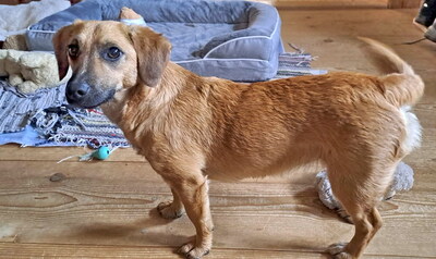 MALOU - verschmust, anhänglich, sehr bewegungsfreudig, neugierig, gelehrig, nicht zu Katzen und Kleintieren, anfangs ängstlich, fasst aber rasch Vertrauen, Dackel Mischling - Betreuungsplatz Salzburg - Hündin