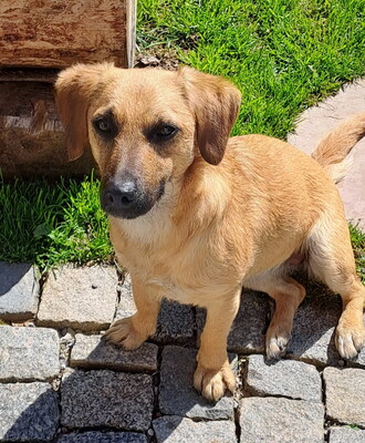 MALOU - verschmust, anhänglich, sehr bewegungsfreudig, neugierig, gelehrig, nicht zu Katzen und Kleintieren, anfangs ängstlich, fasst aber rasch Vertrauen, Dackel Mischling - Betreuungsplatz Salzburg - Hündin
