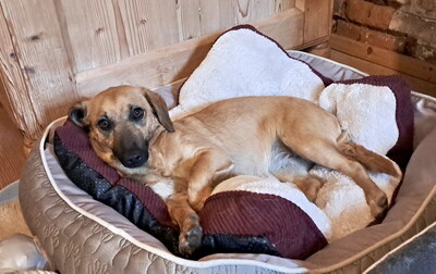 MALOU - verschmust, anhänglich, sehr bewegungsfreudig, neugierig, gelehrig, nicht zu Katzen und Kleintieren, anfangs ängstlich, fasst aber rasch Vertrauen, Dackel Mischling - Betreuungsplatz Salzburg - Hündin