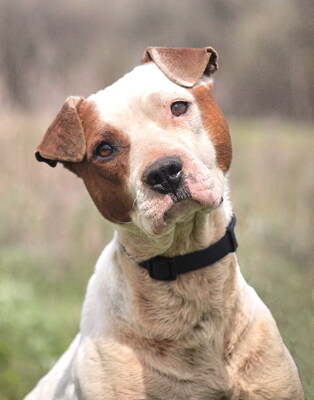 MALVINA - sensibel, menschenorientiert, anhänglich, sanft, gelehrig, durchschnittlicher Bewegungsdrang, American Pitbull Mischling - Hündin