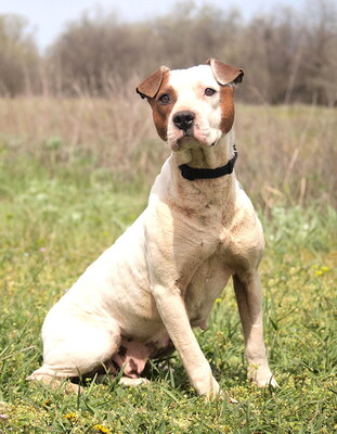 MALVINA - sensibel, menschenorientiert, anhänglich, sanft, gelehrig, durchschnittlicher Bewegungsdrang, American Pitbull Mischling - Hündin