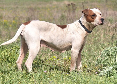MALVINA - sensibel, menschenorientiert, anhänglich, sanft, gelehrig, durchschnittlicher Bewegungsdrang, American Pitbull Mischling - Hündin