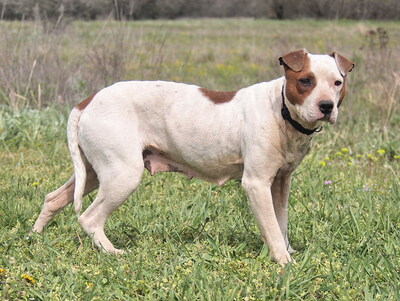MALVINA - sensibel, menschenorientiert, anhänglich, sanft, gelehrig, durchschnittlicher Bewegungsdrang, American Pitbull Mischling - Hündin