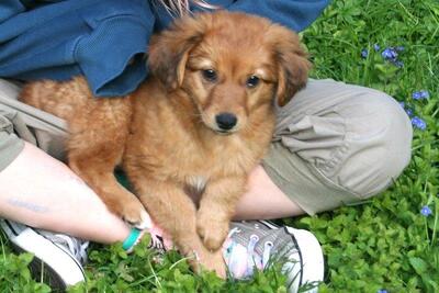 MALY Welpenmädel, Mischling - Hündin