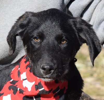 MANDARINA - Ubeda, Herdenschutzhund-Mischling - unkastriert Welpen - Hündin