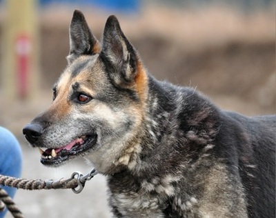 MANDY, Schäferhund-Mischling - Hündin