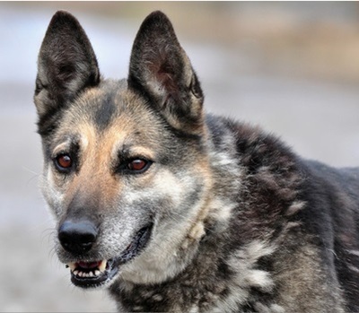 MANDY, Schäferhund-Mischling - Hündin