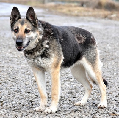 MANDY, Schäferhund-Mischling - Hündin