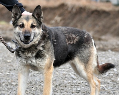 MANDY, Schäferhund-Mischling - Hündin