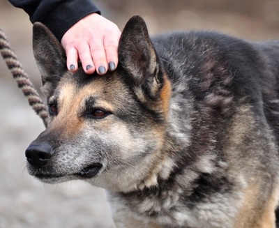 MANDY, Schäferhund-Mischling - Hündin