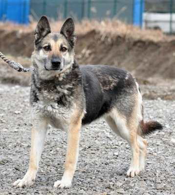 MANDY, Schäferhund-Mischling - Hündin