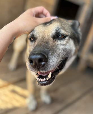 MANDY, Schäferhund-Mischling - Hündin