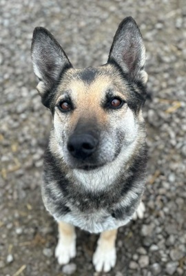 MANDY, Schäferhund-Mischling - Hündin