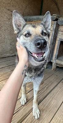 MANDY, Schäferhund-Mischling - Hündin