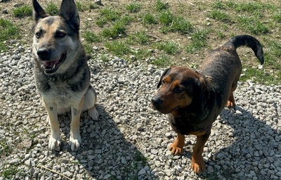 MANDY, Schäferhund-Mischling - Hündin