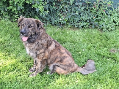 MANFRED S265, Mischling - Rüde