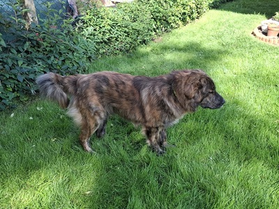 MANFRED S265, Mischling - Rüde