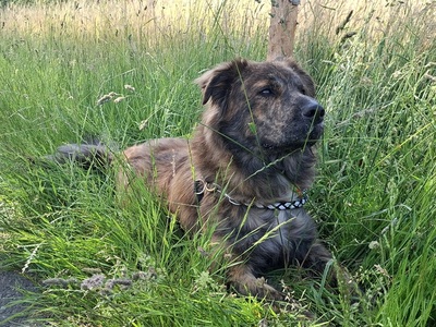 MANFRED S265, Mischling - Rüde