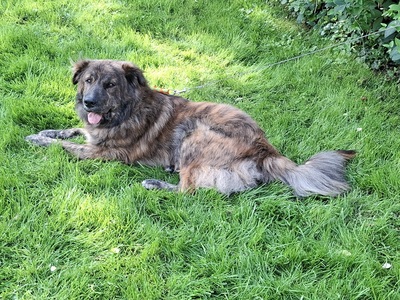 MANFRED S265, Mischling - Rüde