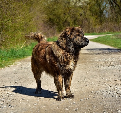 MANFRED S266, Mischling - Rüde