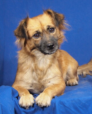 MANKA - sehr freundlich und verschmust, anhänglich, lebhaft, intelligent, fröhlich, Mischling - Hündin