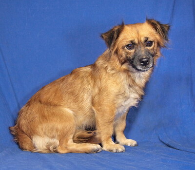 MANKA - sehr freundlich und verschmust, anhänglich, lebhaft, intelligent, fröhlich, Mischling - Hündin