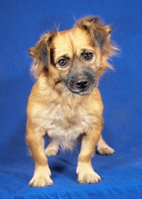 MANKA - sehr freundlich und verschmust, anhänglich, lebhaft, intelligent, fröhlich, Mischling - Hündin