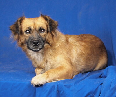 MANKA - sehr freundlich und verschmust, anhänglich, lebhaft, intelligent, fröhlich, Mischling - Hündin