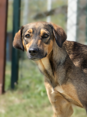 MARA - bewegungsfreudig, neugierig, vorsichtig, unsicher, anhänglich