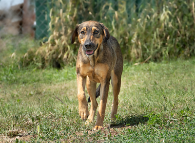MARA - bewegungsfreudig, neugierig, vorsichtig, unsicher, anhänglich, Mischling (Video-Link vorhanden) - Hündin