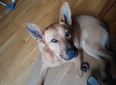 MARGIT Maggy, Mischling - Hündin