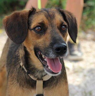 MARIELA, Mischling - Hündin