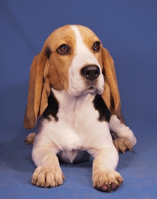 MARINA - R E S E R V I E R T !!!!! sehr lieb und neugierig, fröhlich, verschmust, aufgeweckt, sehr gelehrig, anfangs schüchtern, Beagle Welpen - Hündin