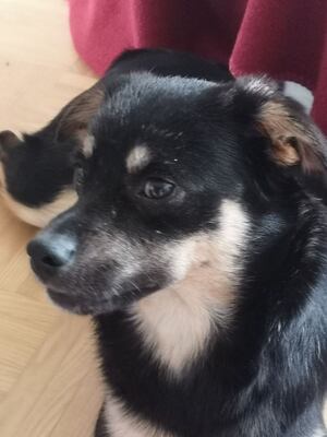 MARINO Steiermark, Mischling - Rüde