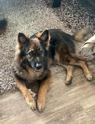 MARINUS, Schäfermix - Rüde