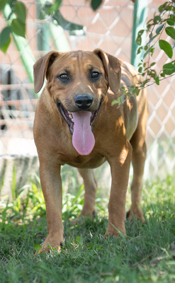 MARIO - unsicher, ängstlich gegenüber Menschen, versteht sich mit anderen Hunden ausgezeichnet