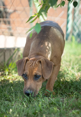 MARIO - unsicher, ängstlich gegenüber Menschen, versteht sich mit anderen Hunden ausgezeichnet, Mischling (Video-Link vorhanden) - Rüde