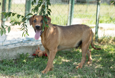 MARIO - unsicher, ängstlich gegenüber Menschen, versteht sich mit anderen Hunden ausgezeichnet, Mischling (Video-Link vorhanden) - Rüde